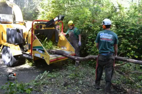 tree services Acalanes Ridge